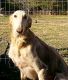 Borzoi Puppies for sale in Farnham, VA 22460, USA. price: NA
