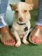 Bospin Puppies for sale in Palm Bay, FL, USA. price: NA
