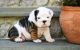 Bospin Puppies for sale in Burbank, CA, USA. price: NA
