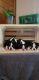 Boston Terrier Puppies for sale in Baltimore, MD 21229, USA. price: NA