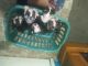 Boston Terrier Puppies for sale in Bigfoot, TX, USA. price: $750