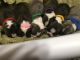 Boston Terrier Puppies for sale in Victoria, BC, Canada. price: $2,500
