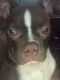 Boston Terrier Puppies for sale in Waldorf, MD, USA. price: NA
