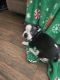 Boston Terrier Puppies for sale in Milford, TX 76670, USA. price: NA