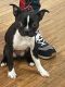 Boston Terrier Puppies for sale in East Orange, NJ 07018, USA. price: NA