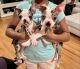 Boston Terrier Puppies for sale in Bowie, MD, USA. price: NA
