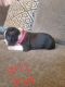 Boston Terrier Puppies for sale in Englewood, CO, USA. price: $80,000