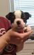 Boston Terrier Puppies for sale in Tampa, FL 33607, USA. price: $1,000