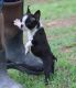 Boston Terrier Puppies for sale in Royse City, TX, USA. price: NA