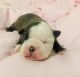 Boston Terrier Puppies for sale in Denver, CO, USA. price: $1,900