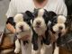Boston Terrier Puppies for sale in Tucson, AZ, USA. price: $500