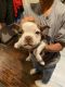 Boston Terrier Puppies for sale in Amarillo, TX 79106, USA. price: $250