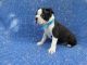 Boston Terrier Puppies for sale in Hacienda Heights, CA, USA. price: $599