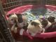 Boston Terrier Puppies for sale in Bel Air, MD 21014, USA. price: NA