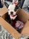 Boston Terrier Puppies for sale in Gilbert, AZ, USA. price: $800