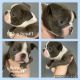 Boston Terrier Puppies for sale in Nashville, TN 37209, USA. price: NA
