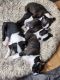 Boston Terrier Puppies for sale in Greeley, CO, USA. price: $1,000