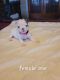Boston Terrier Puppies for sale in Walhalla, SC, USA. price: NA