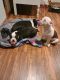 Boston Terrier Puppies for sale in Manawa, WI 54949, USA. price: NA