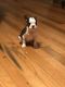 Boston Terrier Puppies for sale in Cave City, KY 42127, USA. price: $600
