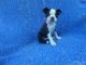 Boston Terrier Puppies for sale in Hacienda Heights, CA, USA. price: $999