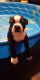 Boston Terrier Puppies for sale in Florence, AZ 85132, USA. price: $800