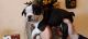 Boston Terrier Puppies for sale in Glasgow, KY 42141, USA. price: $400