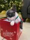 Boston Terrier Puppies for sale in Queen Creek, AZ, USA. price: NA
