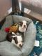 Boston Terrier Puppies for sale in Freehold, NJ 07728, USA. price: NA