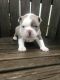 Boston Terrier Puppies for sale in Mayslick, KY 41055, USA. price: $1,000