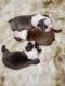 Boston Terrier Puppies for sale in Nashville, TN 37230, USA. price: NA