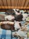 Boston Terrier Puppies for sale in Gainesville, FL 32601, USA. price: $500
