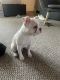 Boston Terrier Puppies for sale in Harrisonburg, VA 22802, USA. price: $500