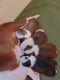 Boston Terrier Puppies for sale in Superior, AZ 85173, USA. price: $20,002,200
