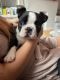 Boston Terrier Puppies for sale in Colorado Springs, CO, USA. price: $600