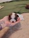 Boston Terrier Puppies for sale in Superior, AZ 85173, USA. price: $2,250