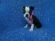 Boston Terrier Puppies for sale in Hacienda Heights, CA, USA. price: $599