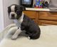 Boston Terrier Puppies for sale in Monroeville, Upper Pittsgrove, NJ 08343, USA. price: NA
