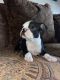 Boston Terrier Puppies for sale in Tucson, AZ, USA. price: $600