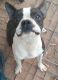Boston Terrier Puppies for sale in Pleasanton, TX 78064, USA. price: $400