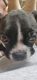 Boston Terrier Puppies for sale in South Tampa, Tampa, FL, USA. price: $1,200