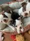Boston Terrier Puppies for sale in Riverside, NJ 08075, USA. price: NA