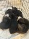 Boston Terrier Puppies for sale in 900 Tice Pl, Westfield, NJ 07090, USA. price: $600