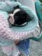 Boston Terrier Puppies for sale in Seagrove, NC, USA. price: $600
