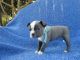 Boston Terrier Puppies for sale in Hacienda Heights, CA, USA. price: $1,399