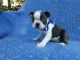 Boston Terrier Puppies for sale in Whittier, CA, USA. price: $599