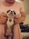 Boston Terrier Puppies for sale in 28627 Blue Rdg Pkwy, Glade Valley, NC 28627, USA. price: $500