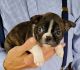 Boston Terrier Puppies for sale in Louisville, KY, USA. price: $495