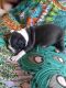 Boston Terrier Puppies for sale in 28627 Blue Rdg Pkwy, Glade Valley, NC 28627, USA. price: $1,200