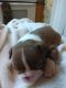 Boston Terrier Puppies for sale in 28627 Blue Rdg Pkwy, Glade Valley, NC 28627, USA. price: $750